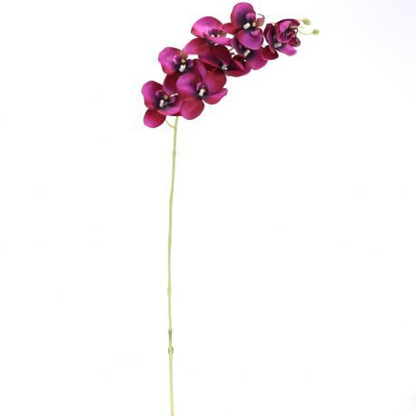vara phalenopsis purpura