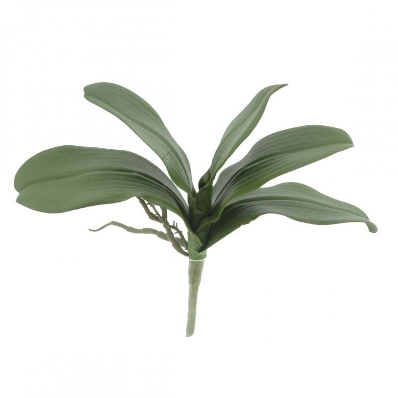 hoja phalenopsis x5 verde