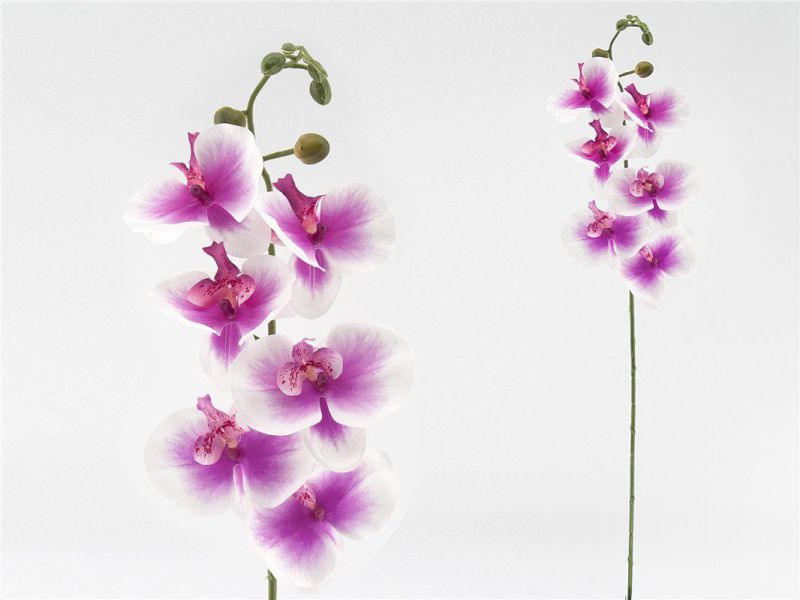 vara orquidea x6 r/touch-76 cm malva
