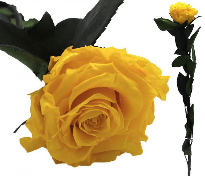 rosa preservada amarilla diam6/6,5cm h40/45cm con