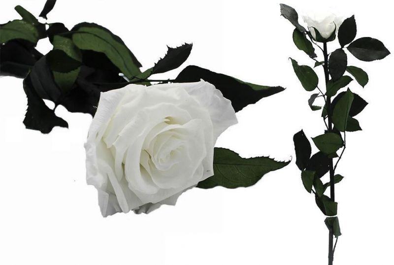 rosa preservada blanca diam6/6,5cm h40/45cm con es