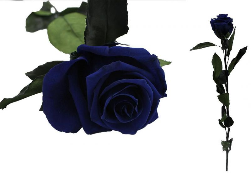 rosa preservada azul oscuro ocean  diam6/6,5cm h40