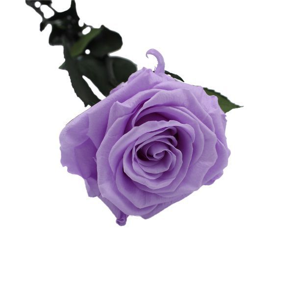 rosa preservada lila bebe diam6/6,5cm h40/45cm c