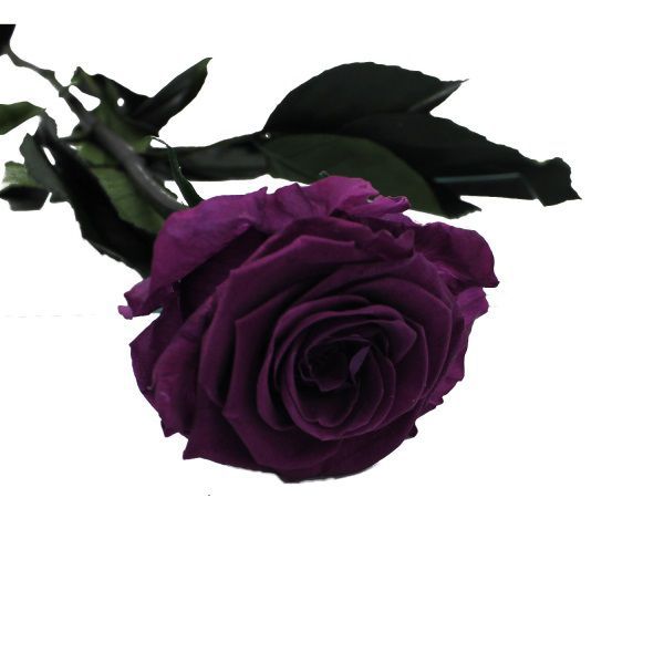 rosa preservada uva oscuro diam6/6,5cm h40/45cm co