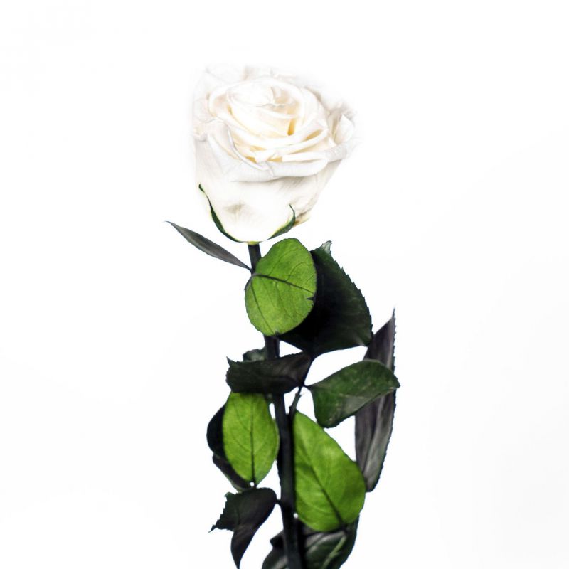rosa preservada granel angelical white d.6cm h.50c