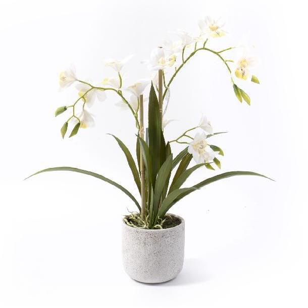 maceta orquidea en vaso 50cm