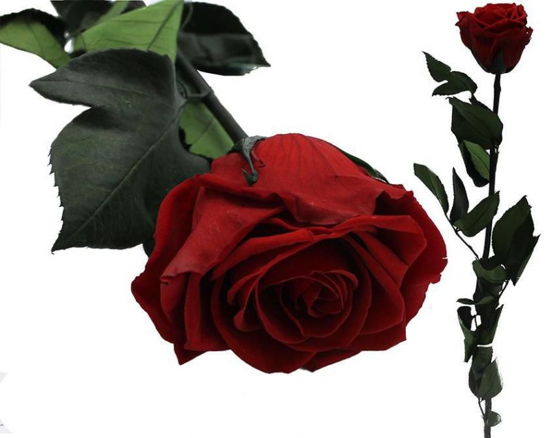 rosa preservada roja diam6/6,5cm h40/45cm con estu