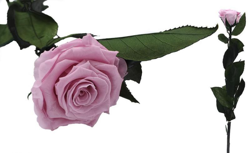 rosa preservada rosa chicle diam6/6,5cm h40/45cm c