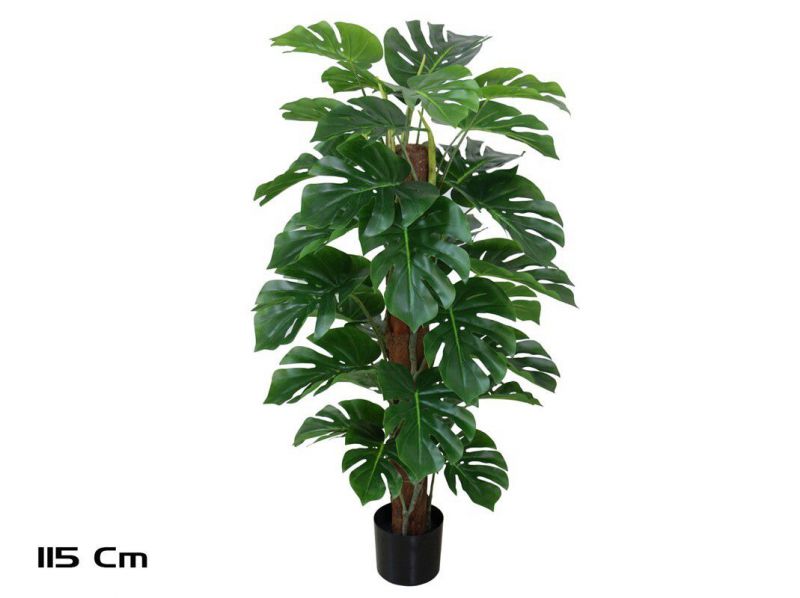planta monstera x33 t/coco 115cm